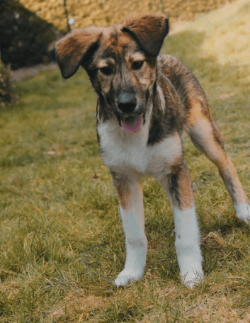 2025 04 06 09 28 24 toller hunter ❤ sucht liebevolles zuhause! in niedersachsen edemissen mischl