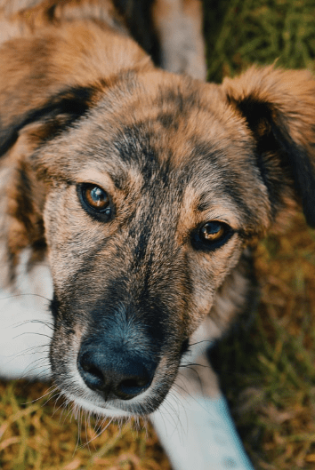 2025 04 06 09 28 29 toller hunter ❤ sucht liebevolles zuhause! in niedersachsen edemissen mischl