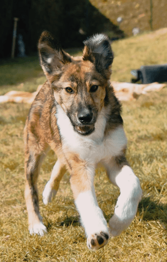2025 04 06 09 28 34 toller hunter ❤ sucht liebevolles zuhause! in niedersachsen edemissen mischl