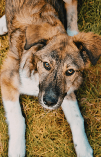 2025 04 06 09 28 39 toller hunter ❤ sucht liebevolles zuhause! in niedersachsen edemissen mischl