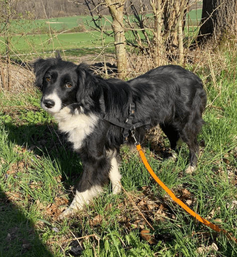 2025 04 06 09 34 05 sanfte vaya ♥️ sucht dich in niedersachsen springe mischlinge und mischlings