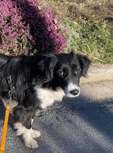 2025 04 06 09 34 09 sanfte vaya ♥️ sucht dich in niedersachsen springe mischlinge und mischlings