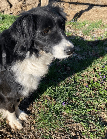 2025 04 06 09 34 16 sanfte vaya ♥️ sucht dich in niedersachsen springe mischlinge und mischlings