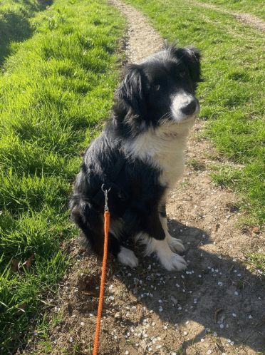 2025 04 06 09 34 20 sanfte vaya ♥️ sucht dich in niedersachsen springe mischlinge und mischlings
