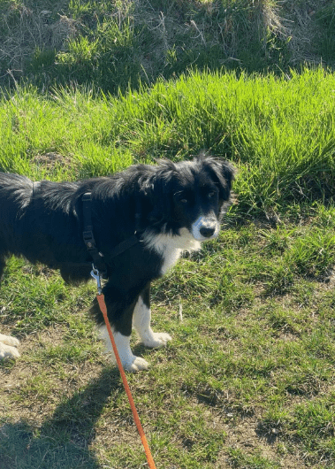 2025 04 06 09 34 23 sanfte vaya ♥️ sucht dich in niedersachsen springe mischlinge und mischlings