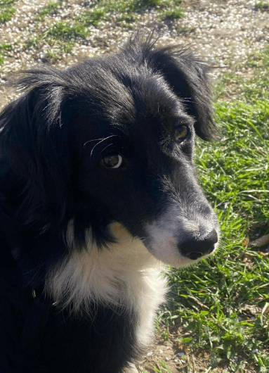 2025 04 06 09 34 27 sanfte vaya ♥️ sucht dich in niedersachsen springe mischlinge und mischlings