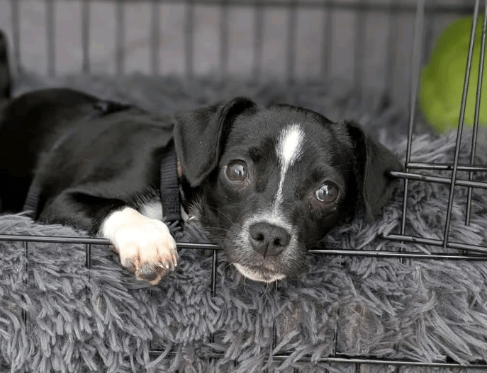 2025 04 09 20 42 52 süßer gil ❤️ sucht sein für immer zuhause! in berlin wilmersdorf mischlinge