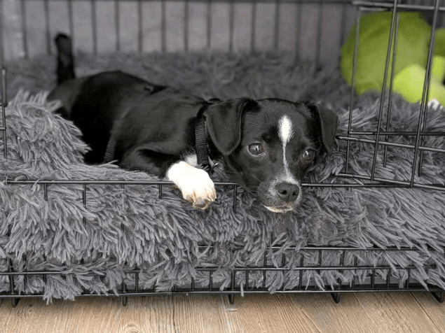 2025 04 09 20 43 02 süßer gil ❤️ sucht sein für immer zuhause! in berlin wilmersdorf mischlinge