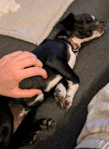 2025 04 09 20 43 06 süßer gil ❤️ sucht sein für immer zuhause! in berlin wilmersdorf mischlinge