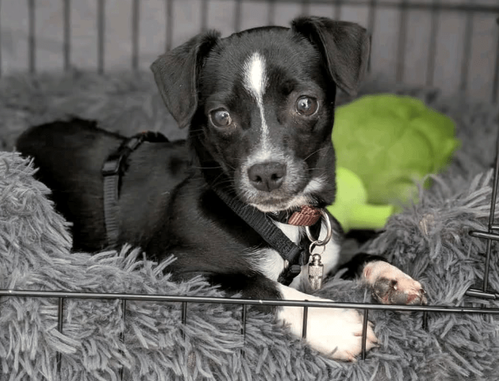 2025 04 09 20 43 11 süßer gil ❤️ sucht sein für immer zuhause! in berlin wilmersdorf mischlinge