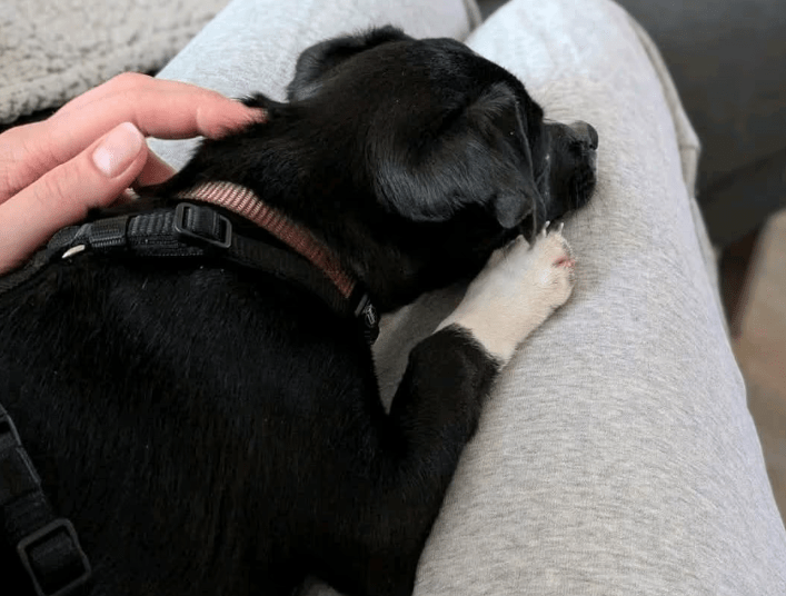 2025 04 09 20 43 25 süßer gil ❤️ sucht sein für immer zuhause! in berlin wilmersdorf mischlinge