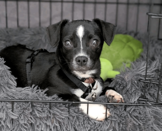 2025 04 09 20 44 23 süßer gil ❤️ sucht sein für immer zuhause! in berlin wilmersdorf mischlinge