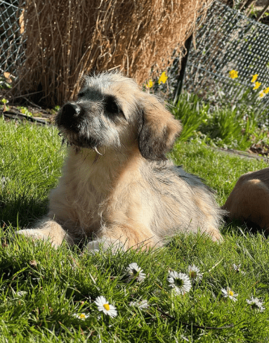 2025 04 09 20 45 39 sonnenschein birka ❤️ wünscht sich spaß und spiel in niedersachsen bad ganders