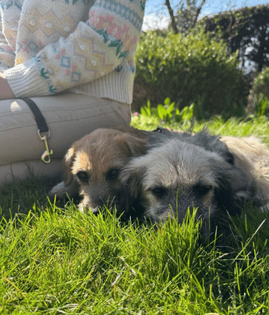 2025 04 09 20 46 01 sonnenschein birka ❤️ wünscht sich spaß und spiel in niedersachsen bad ganders