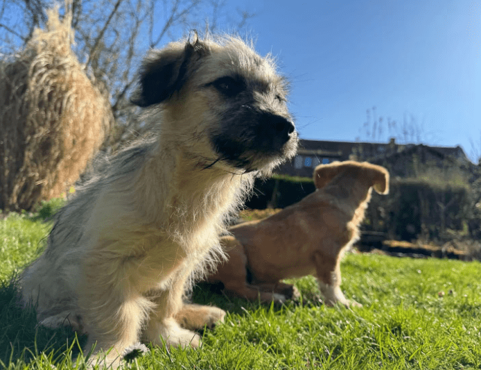 2025 04 09 20 46 06 sonnenschein birka ❤️ wünscht sich spaß und spiel in niedersachsen bad ganders