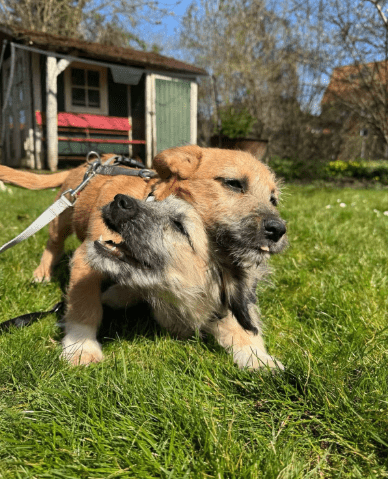 2025 04 09 20 46 26 sonnenschein birka ❤️ wünscht sich spaß und spiel in niedersachsen bad ganders