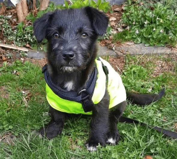 2025 04 09 20 47 59 kleiner baghera ❤️ auf der suche nach seinem herzenszuhause! in niedersachsen