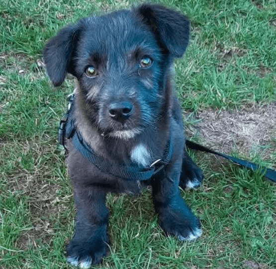 2025 04 09 20 48 03 kleiner baghera ❤️ auf der suche nach seinem herzenszuhause! in niedersachsen
