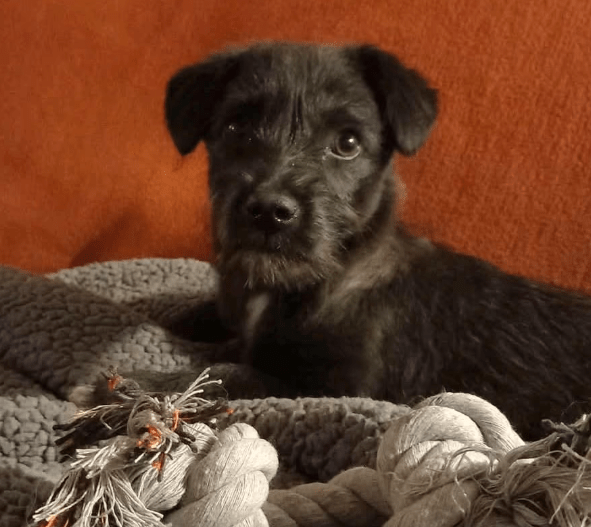 2025 04 09 20 48 09 kleiner baghera ❤️ auf der suche nach seinem herzenszuhause! in niedersachsen