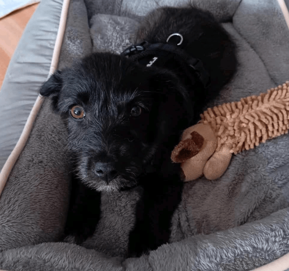 2025 04 09 20 48 33 kleiner baghera ❤️ auf der suche nach seinem herzenszuhause! in niedersachsen