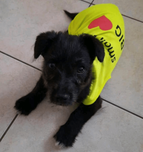 2025 04 09 20 48 37 kleiner baghera ❤️ auf der suche nach seinem herzenszuhause! in niedersachsen