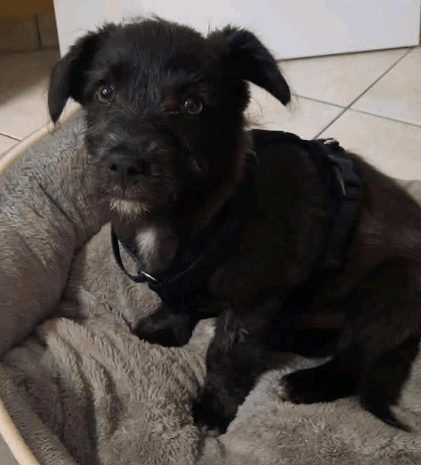 2025 04 09 20 48 42 kleiner baghera ❤️ auf der suche nach seinem herzenszuhause! in niedersachsen