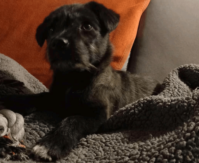 2025 04 09 20 48 47 kleiner baghera ❤️ auf der suche nach seinem herzenszuhause! in niedersachsen