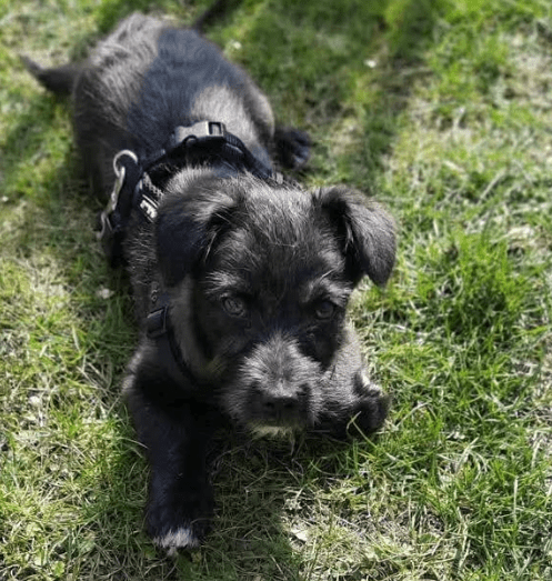 2025 04 09 20 48 52 kleiner baghera ❤️ auf der suche nach seinem herzenszuhause! in niedersachsen