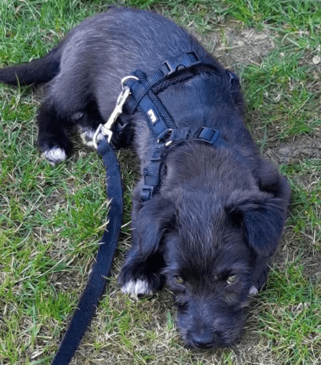 2025 04 09 20 48 58 kleiner baghera ❤️ auf der suche nach seinem herzenszuhause! in niedersachsen