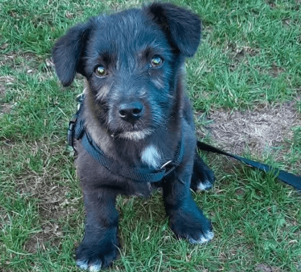 2025 04 09 20 49 04 kleiner baghera ❤️ auf der suche nach seinem herzenszuhause! in niedersachsen