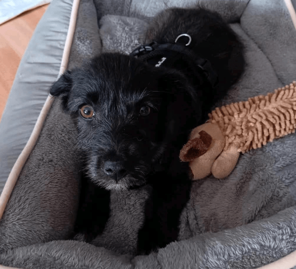 2025 04 09 20 49 14 kleiner baghera ❤️ auf der suche nach seinem herzenszuhause! in niedersachsen
