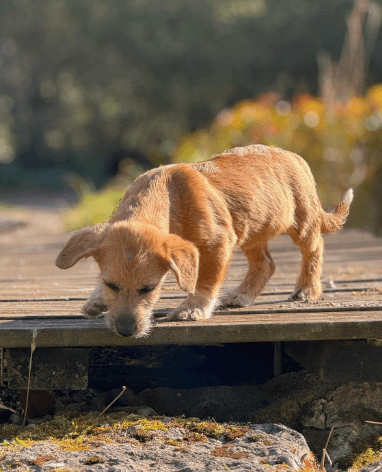 2025 04 09 20 50 13 freundlicher bela ❤ auf der suche nach seiner familie in niedersachsen bad gan