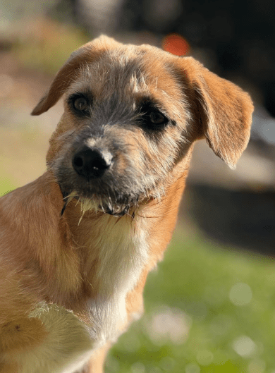 2025 04 09 20 50 16 freundlicher bela ❤ auf der suche nach seiner familie in niedersachsen bad gan