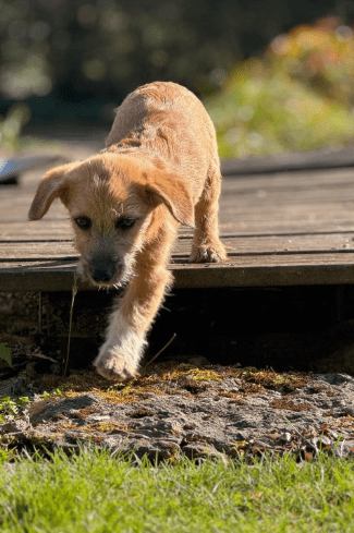 2025 04 09 20 50 21 freundlicher bela ❤ auf der suche nach seiner familie in niedersachsen bad gan