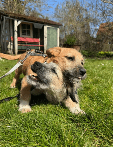 2025 04 09 20 50 25 freundlicher bela ❤ auf der suche nach seiner familie in niedersachsen bad gan