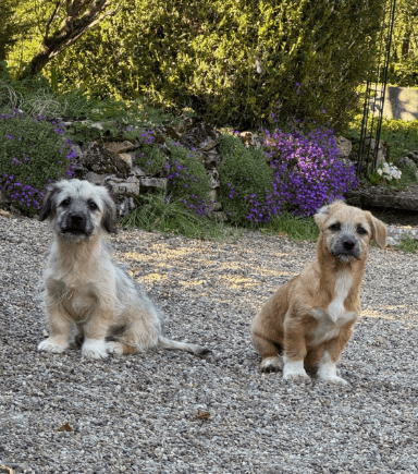 2025 04 09 20 50 35 freundlicher bela ❤ auf der suche nach seiner familie in niedersachsen bad gan