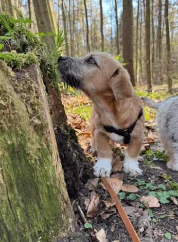 2025 04 09 20 50 42 freundlicher bela ❤ auf der suche nach seiner familie in niedersachsen bad gan