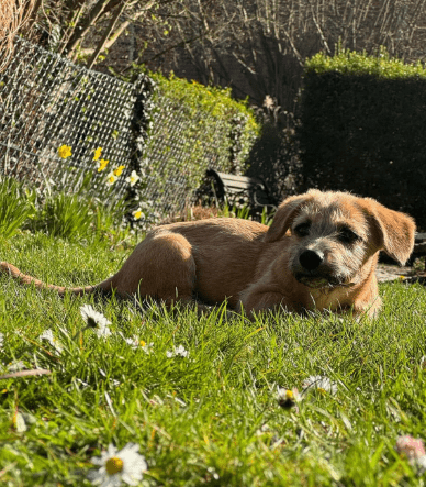 2025 04 09 20 50 47 freundlicher bela ❤ auf der suche nach seiner familie in niedersachsen bad gan