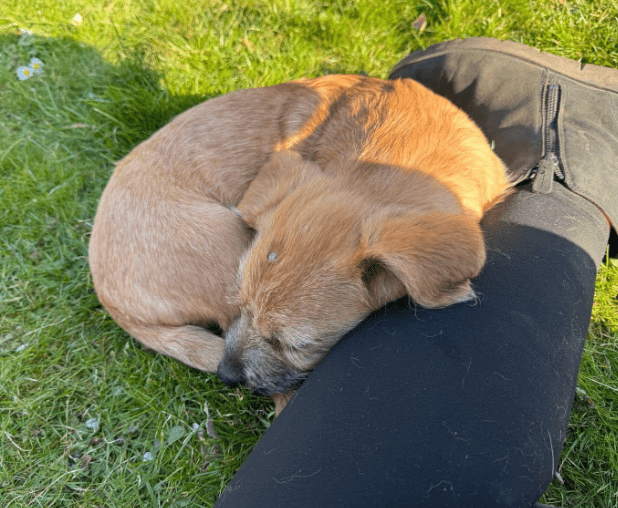 2025 04 09 20 50 52 freundlicher bela ❤ auf der suche nach seiner familie in niedersachsen bad gan