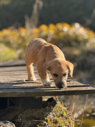 2025 04 09 20 50 57 freundlicher bela ❤ auf der suche nach seiner familie in niedersachsen bad gan