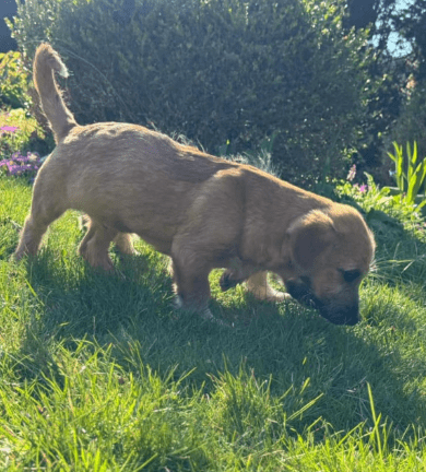 2025 04 09 20 51 02 freundlicher bela ❤ auf der suche nach seiner familie in niedersachsen bad gan