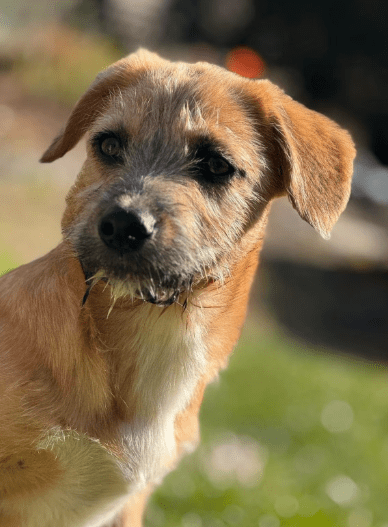 2025 04 09 20 51 17 freundlicher bela ❤ auf der suche nach seiner familie in niedersachsen bad gan