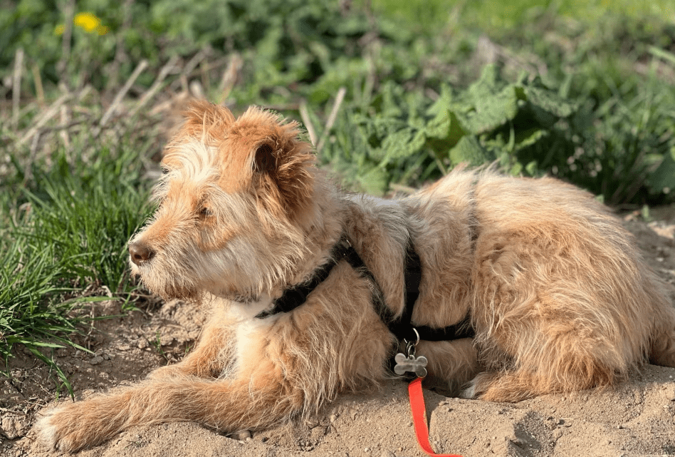 2025 04 23 07 01 57 achtung ‼️ hier kommt enzo ♥️ in sachsen anhalt lutherstadt wittenberg misch