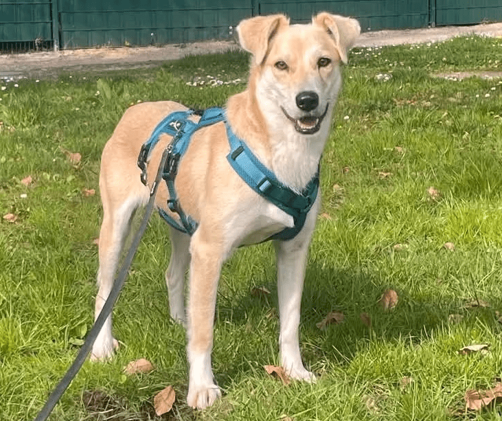 2025 04 23 07 06 35 wicky ❤️ ein traum auf 4 pfoten! in hessen mörfelden walldorf mischlinge und
