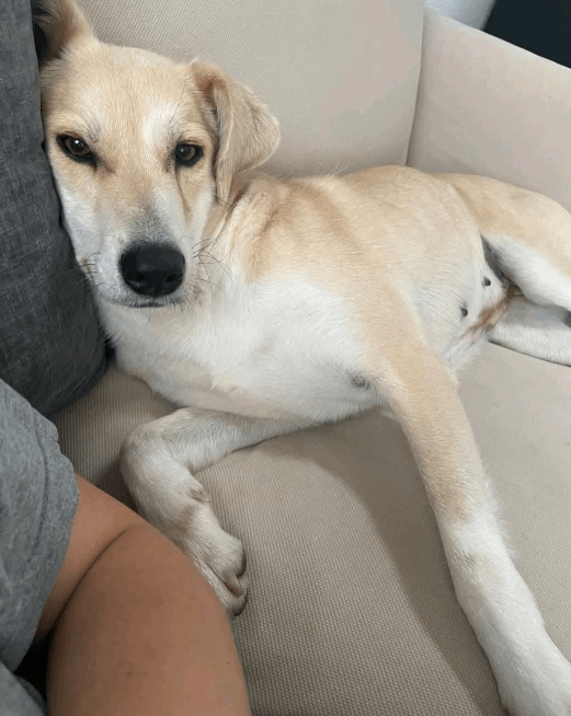 2025 04 23 07 06 42 wicky ❤️ ein traum auf 4 pfoten! in hessen mörfelden walldorf mischlinge und