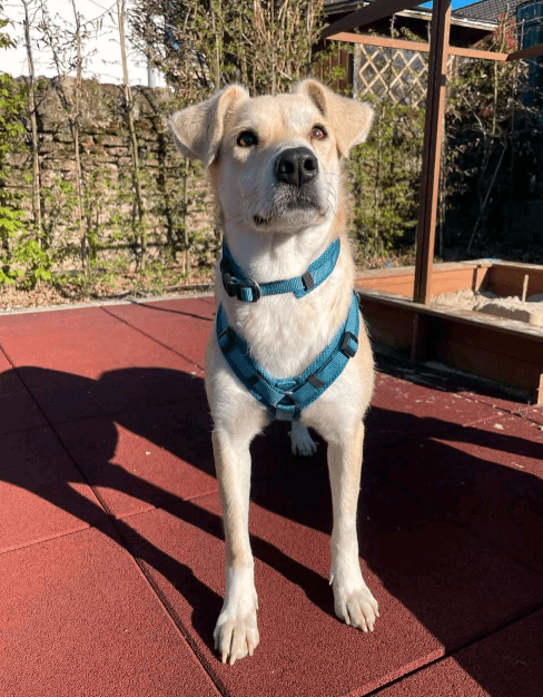 2025 04 23 07 06 47 wicky ❤️ ein traum auf 4 pfoten! in hessen mörfelden walldorf mischlinge und