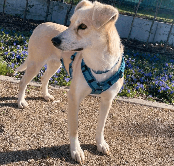 2025 04 23 07 06 51 wicky ❤️ ein traum auf 4 pfoten! in hessen mörfelden walldorf mischlinge und