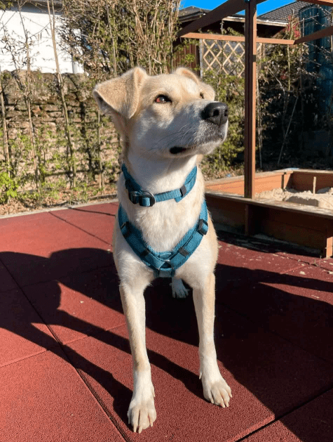 2025 04 23 07 06 58 wicky ❤️ ein traum auf 4 pfoten! in hessen mörfelden walldorf mischlinge und