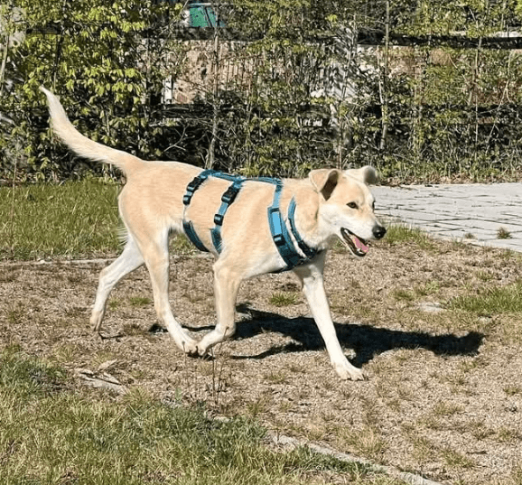 2025 04 23 07 07 09 wicky ❤️ ein traum auf 4 pfoten! in hessen mörfelden walldorf mischlinge und