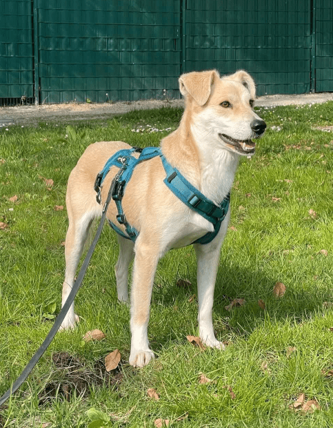2025 04 23 07 07 13 wicky ❤️ ein traum auf 4 pfoten! in hessen mörfelden walldorf mischlinge und
